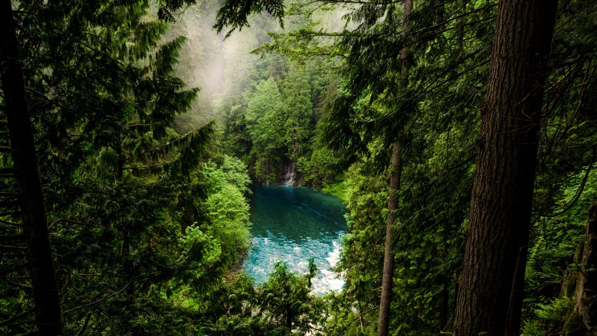 conifer-daylight-evergreen-fog-632280
